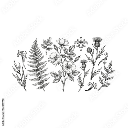 Φωτογραφία Vintage botanical illustration set featuring wild roses, ferns, and thistles with decorative elements