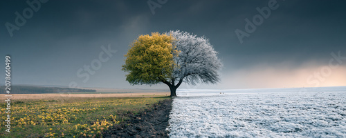 spring and winter split landscape with lone tree, solitary tree dividing summer and winter seasons, balanced nature scene with seasonal contrast
