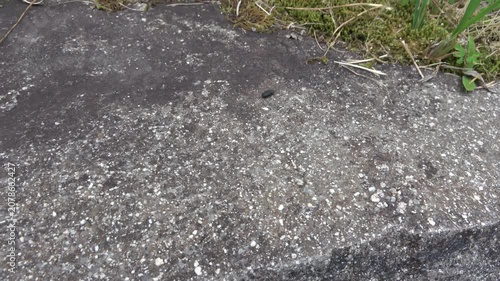 石畳の上を歩く小さな黒い甲虫