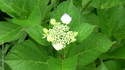 少しずつ色づき始めたアジサイ（紫陽花）の蕾のクローズアップ