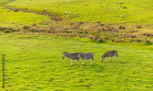 Zebra grazing on verdant farm land, Stanford, South Africa