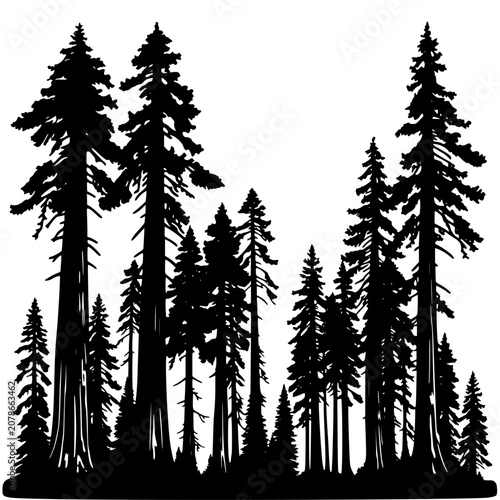 Vector silhouette of a giant sequoia forest with towering trees, black trees on white background, illustration of coniferous forest landscape