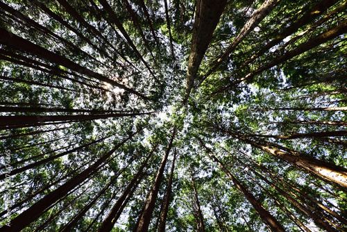 針葉樹林
