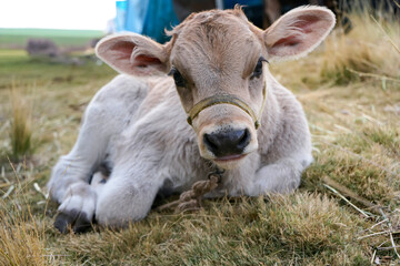 Newborn Brown Swiss calf with raffia muzzle lying in grass