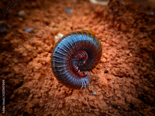 фотографія Millipedes are ancient animals that eat plant debris