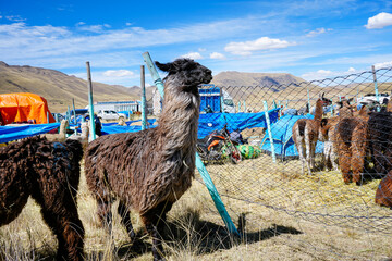 Long-haired black llama by mesh fence at an altiplano livestock fair