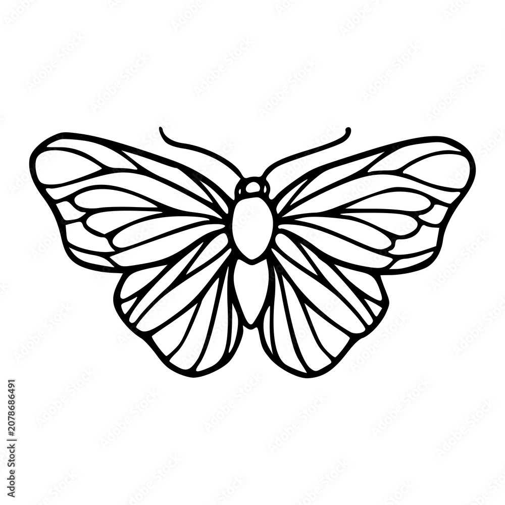 Fototapeta premium minimalist butterfly with detailed wings bold line art illustration