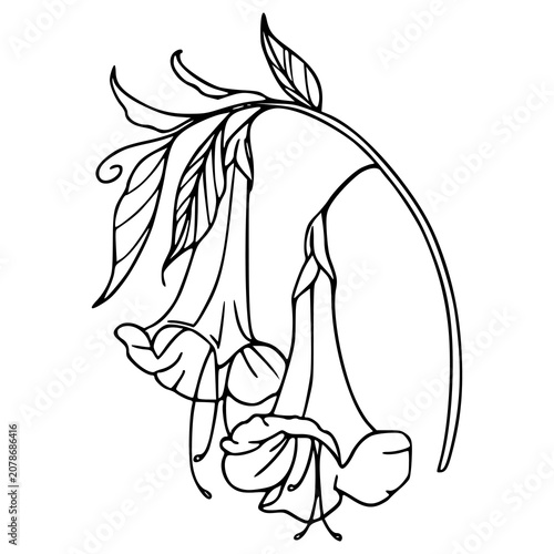 minimalist hand drawn trumpet flower sketch design