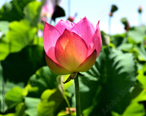 ハスの花