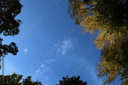 Very bright colored autumn season maple (fin: vaahtera) leaves photographed in Helsinki. Colorful fall time image of the parks and nature in Finland. Beauty of nature and outdoors represented!