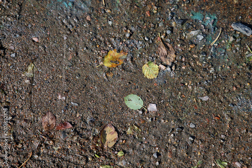 Green, yellow and brown colored autumn season leaves photographed in Helsinki. Colorful fall time image of the parks and nature in Finland. Beauty of nature and outdoors represented!