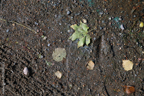 Very bright colored autumn season maple (fin: vaahtera) leaves on the ground photographed in Helsinki. Colorful fall time image of the parks and nature in Finland. Beauty of nature and outdoors!