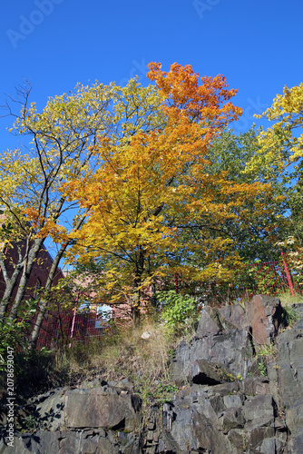 Very bright colored autumn season maple (fin: vaahtera) leaves photographed in Helsinki. Colorful fall time image of the parks and nature in Finland. Beauty of nature and outdoors represented!