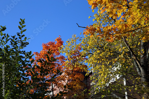 Very bright colored autumn season maple (fin: vaahtera) leaves photographed in Helsinki. Colorful fall time image of the parks and nature in Finland. Beauty of nature and outdoors represented!