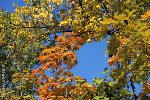 Very bright colored autumn season maple (fin: vaahtera) leaves photographed in Helsinki. Colorful fall time image of the parks and nature in Finland. Beauty of nature and outdoors represented!