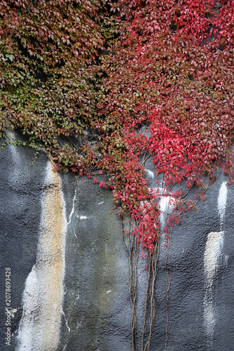 Very bright colored autumn season maple (fin: vaahtera) leaves photographed in Helsinki. Colorful fall time image of the parks and nature in Finland. Beauty of nature and outdoors represented!