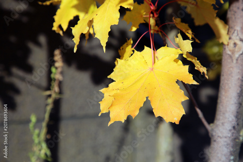 Very bright colored autumn season maple (fin: vaahtera) leaves photographed in Helsinki. Colorful fall time image of the parks and nature in Finland. Beauty of nature and outdoors represented!