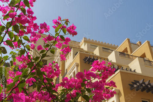 Pink bougainvillea flowers by yellow resort building under blue sky