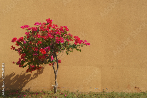 Pink bougainvillea tree against warm ocher wall with copy space