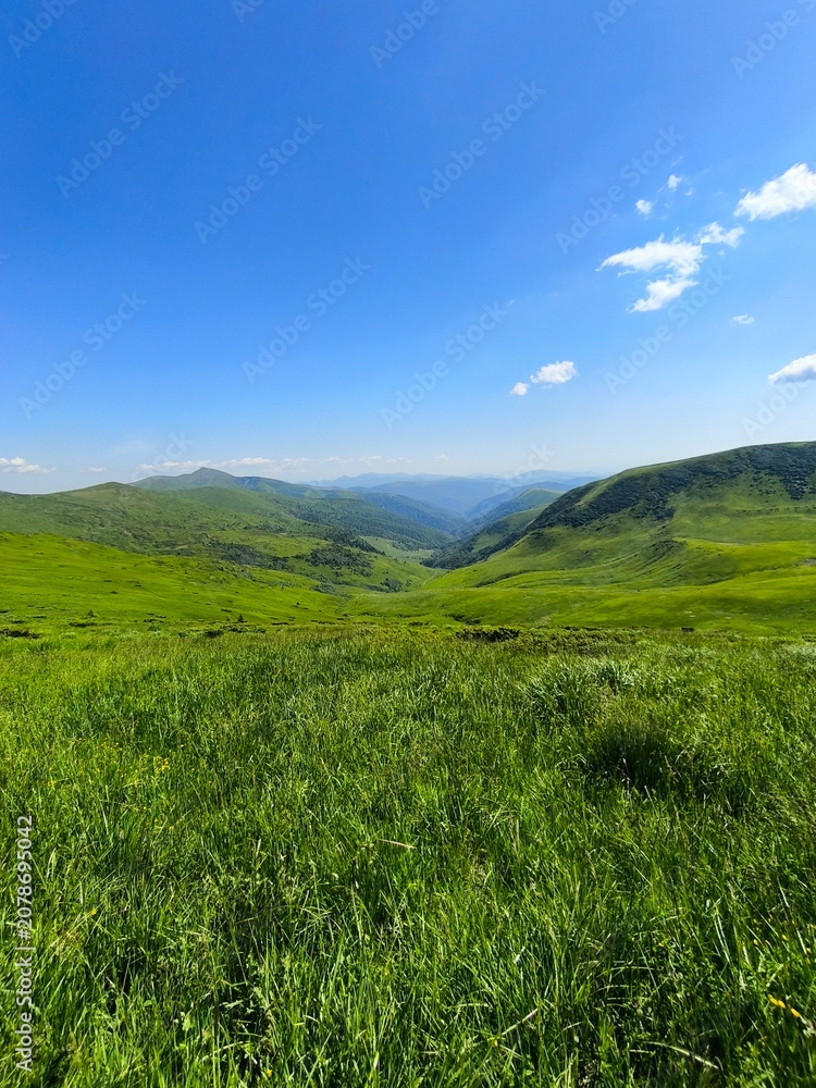 Fototapeta premium green grass and blue sky