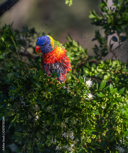 Quadro su tela Rainbow lorikeet (Trichoglossus moluccanus) showing plumage colors