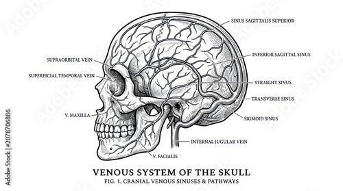 Fotografie Human skull anatomy showing cranial venous sinuses and pathways