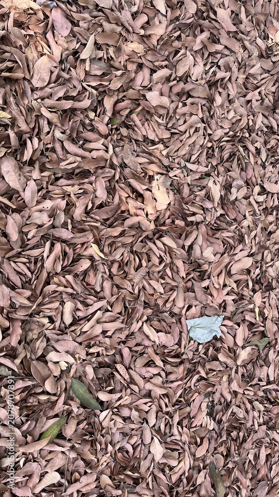 Fototapeta premium Brown Fallen Leaves Covering Ground in Autumn Scene