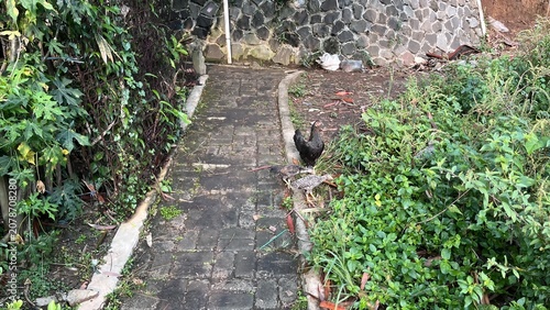 Photos Rugged Stone Path Surrounded by Greenery and a Rooster