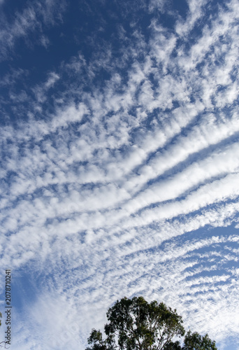 Canvas Print Streaks of altocumulus undulatus clouds line a blue sky.
