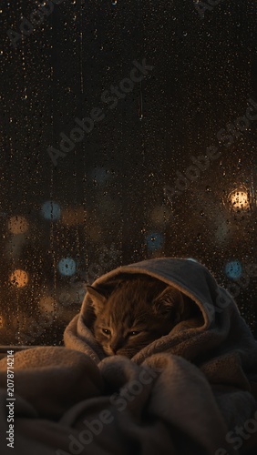 Cozy kitten wrapped in blanket looking through rainy window at night