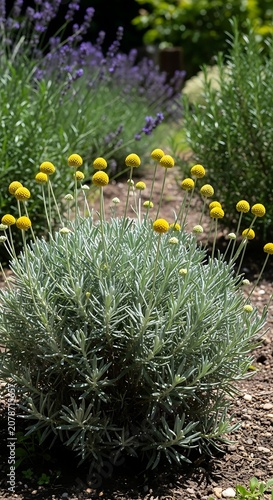 Lush Garden Pathway with Yellow Flowers and Green Foliage.