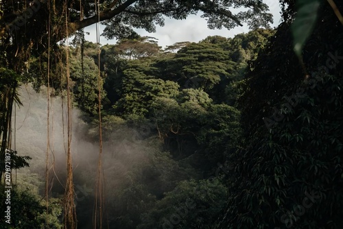 Lush Green Jungle Landscape with Mist and Tall Trees in Nature