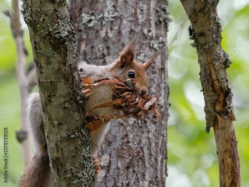 Konstfotografi Scoiattolo scandinavo (Sciurus vulgaris vulgaris)
