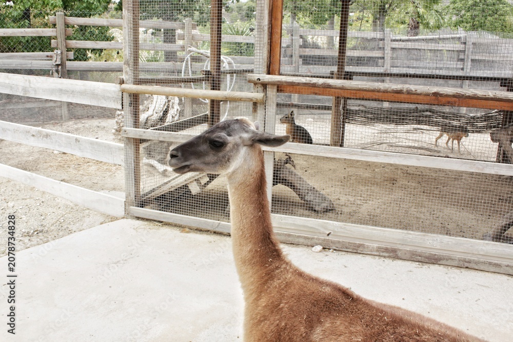 Fototapeta premium A guanaco standing in an outdoor zoo enclosure with a concrete ground, featuring a wooden fence and wire mesh panels in the background under daylight, with other small animals visible inside the cage