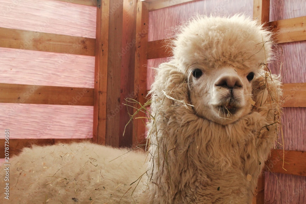 Fototapeta premium A white alpaca with fluffy fleece looks at the camera inside a wooden enclosure, with pieces of dry hay stuck in its wool and muzzle, featuring a pinkish background wall, captured during daytime.