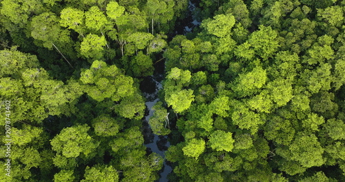 Fotografía Lush green canopy of tropical rainforest trees creating an abstract pattern with a winding river flowing below, showing the untouched natural beauty of the Solomon Islands