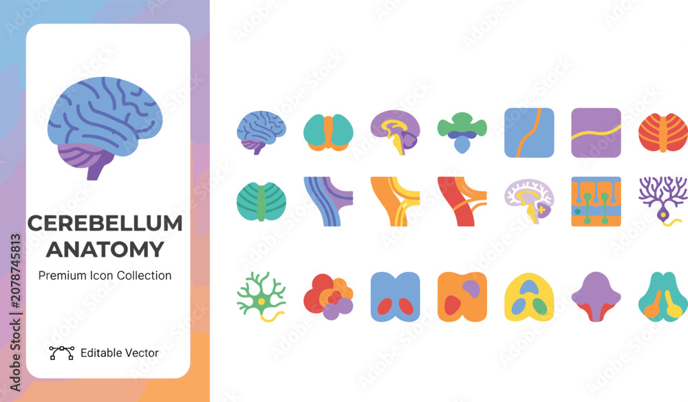 Fototapeta premium Colorful cerebellum anatomy icons set for medical and educational use