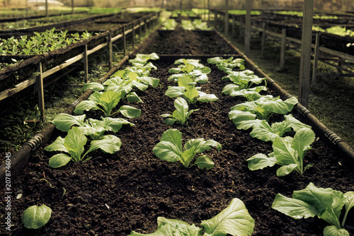Photos Young leafy vegetables including lettuce and pak choi growing in raised beds inside an organic greenhouse