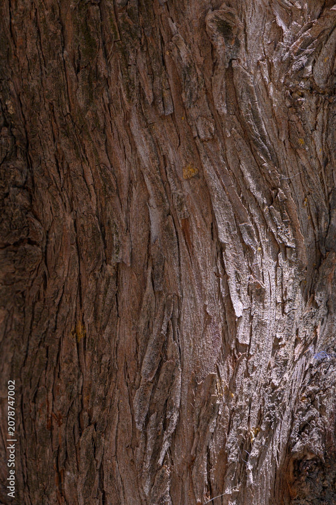 Fototapeta premium Tree bark no action present, in natural outdoor environment, with tree bark, with wooden bark texture, from a close-up perspective perspective, with brown, gray accents.