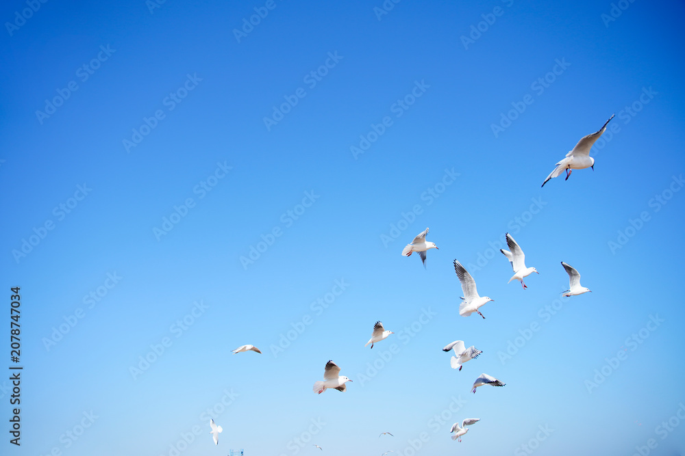Obraz premium Seagulls in Flight Against a Clear Blue Sky