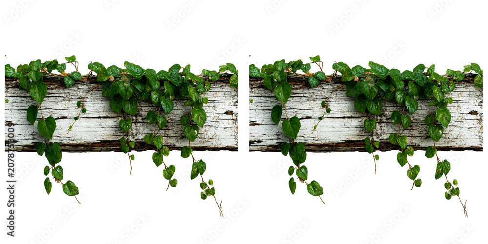 Obraz premium A green climbing plant with small leaves on a rustic wooden beam isolated on transparent and white background.