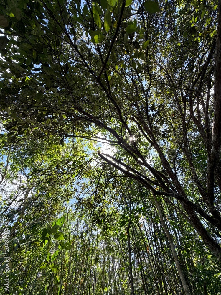 Fototapeta premium trees in the forest