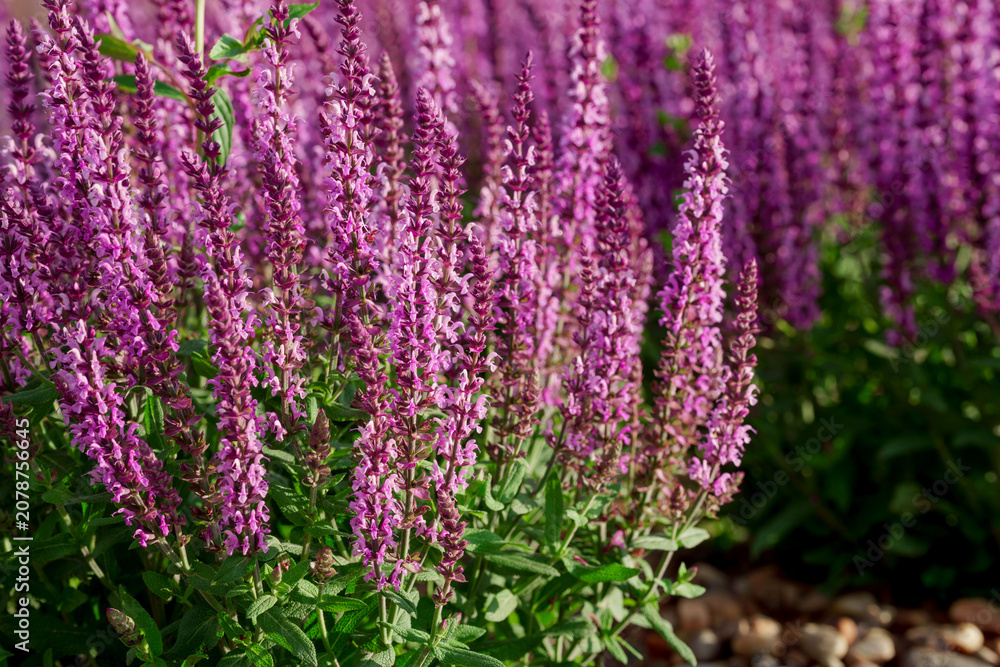 Fototapeta premium Pink salvia flower spikes in sunny garden