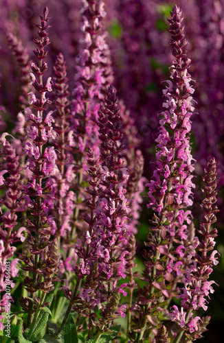 Close up pink salvia flowers with soft purple bokeh