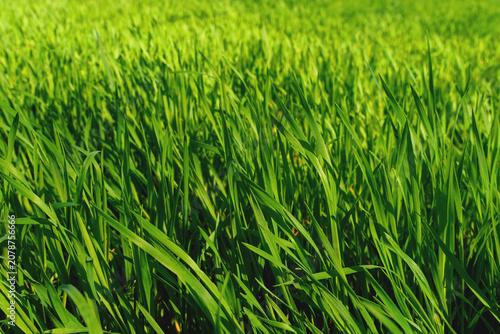 Fresh green grass blades in sunlight natural background