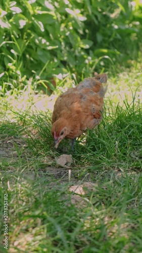 Brown chicken stands in grassy garden under soft daylight, framed by green foliage and blurred backdrops
