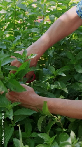 Close-up hands moving through lush green foliage with red pruning scissors, showing careful trimming hand