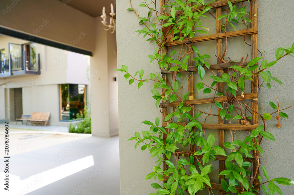 Naklejka premium Vines growing on trellis near building entrance