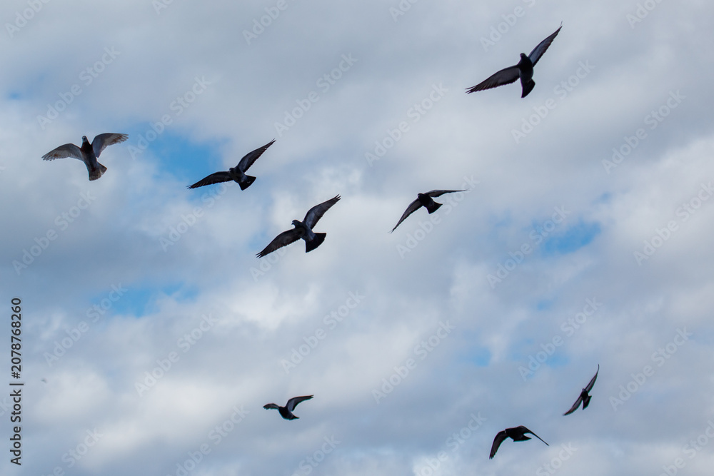 Fototapeta premium Birds soar against a cloudy sky