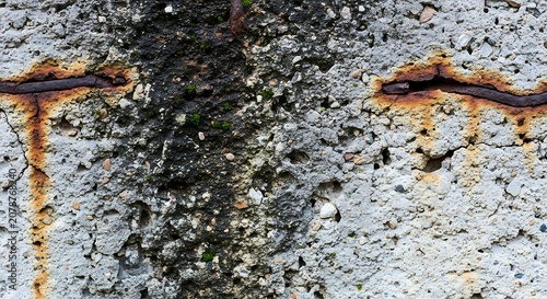 Close-up of Weathered Tree Bark with Moss and Lichen.